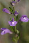 Helmet flower